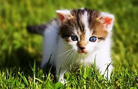 Image result for Cute Animal Background Wallpaper