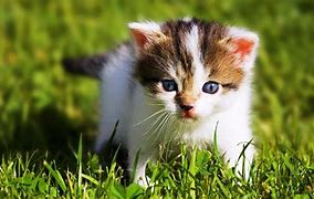 Image result for Cutest Wallpaper