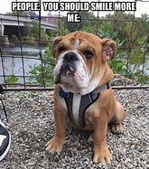 Image result for Funny Bull Dog Memes 2019