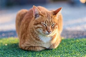 Image result for Cat Loaf From Below