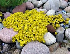 Image result for Carpet Moss Ground Cover