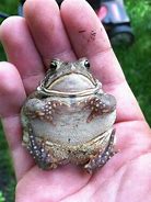 Image result for Frog Humor