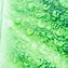 Image result for Green Foliage Backdrop