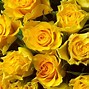 Image result for Light Yellow Flowers
