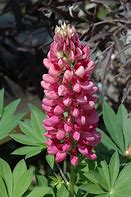 Image result for Lupinus Gallery Red