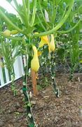 Image result for Grow Squash Vertically