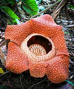 Image result for Which Is the Biggest Flower in the World
