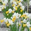 Image result for Narcissus Winter Starlet