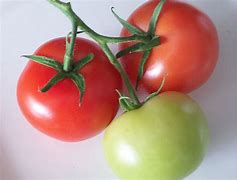 Image result for Tomato