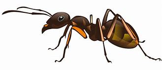 Image result for Free Ant ClipArt