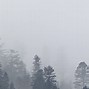 Image result for Trees Fog Wallpaper