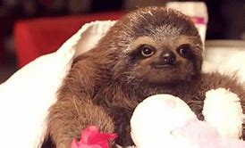 Image result for Funny Sloth Wallpaper