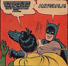 Image result for Amygdala Meme