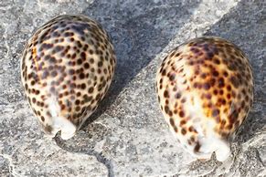 Image result for Cypraea Tigris