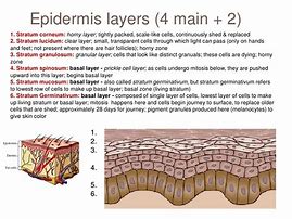 Image result for Dead Skin Layers