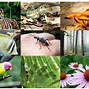 Image result for 5 Types of Species
