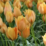 Image result for Tulipa batalinii Bright Gem