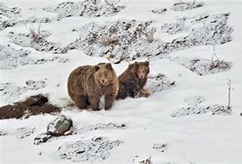 Image result for Himalayan Snow Bear