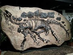 Image result for Dinosaur Fossils in the Ground