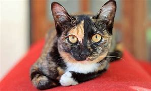 Image result for Red Calico Cat