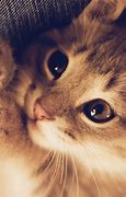 Image result for Cat with iPhone 13 Picture