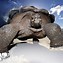 Image result for World's Biggest Turtle Ever