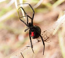 Image result for Black Widow Spider Hourglass