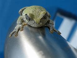 Image result for Frog Chillin