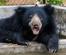 Image result for Red Coloured Sloth Bear