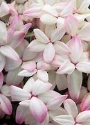 Image result for Rhodohypoxis baurii Dulcie