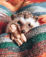 Image result for Hedgehog Habitat as a Pet
