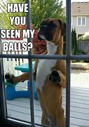 Image result for Dog Biting Own Balls Meme