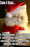 Image result for Christmas Cat Puns