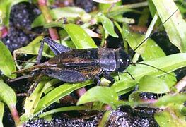 Image result for Common Texas Cricket