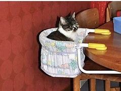 Image result for The Cat and the Chairs Floating Meme