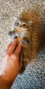 Image result for WoW Cutest Pets