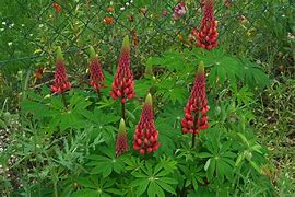 Image result for Lupinus Fräulein