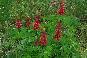 Image result for Lupinus The Châtelaine
