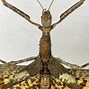 Image result for Giant Titan Stick Insect