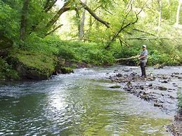 Image result for Stream Fishing