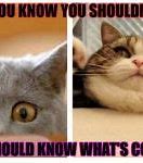 Image result for Famous Cat Memes