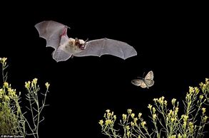 Image result for Bat Hunting Prey