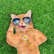 Image result for Cat with Galaxy Glasses