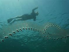 Image result for Sharp Stuff in the Ocean