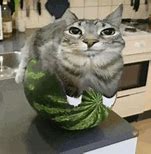 Image result for Fat Grey Cat On Watermelon Meme