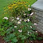 Image result for Anemone virginiana