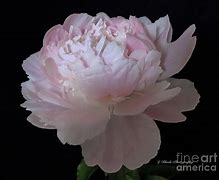 Image result for Soft Pink Peony