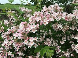 Image result for Kolkwitzia amabilis Pink Cloud