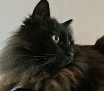 Image result for Black Cat with Fluffy Tail