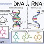 Image result for DNA vs RNA OH Group